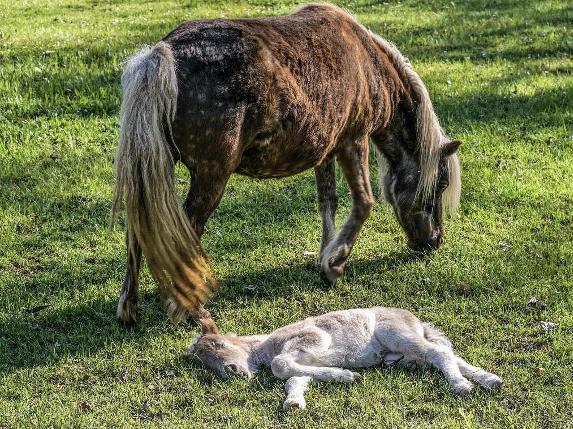 Gratis Grußkarten: süße Tierkinder-Motive versenden